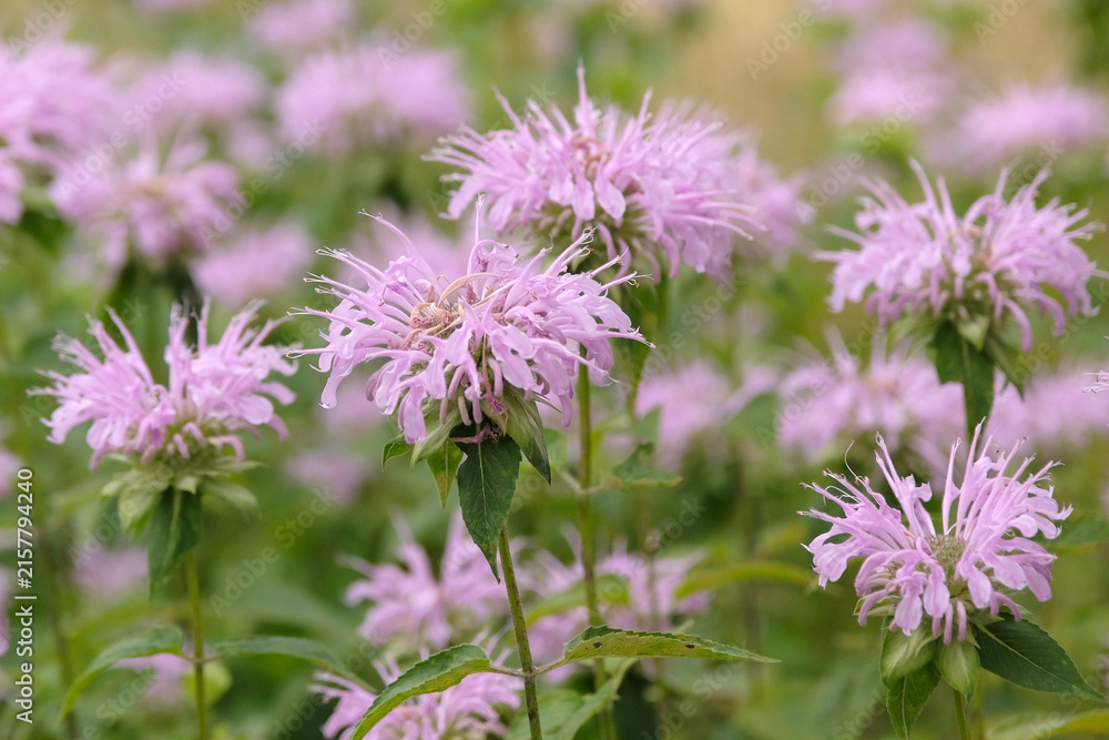 Fototapeta premium Pale pink Monarda ‘Neon’, also known as Bee Balm or Bergamot, in flower.