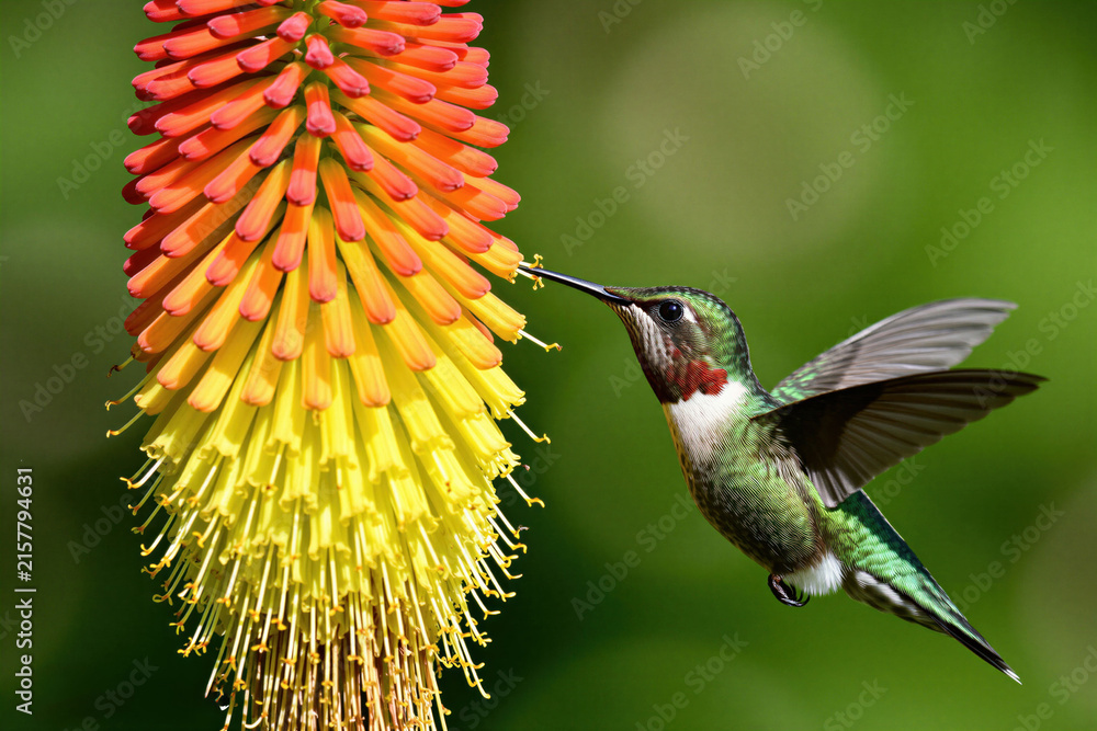Naklejka premium Small Anna hummingbird hovers near bright orange torch lily flower. Male bird drinks nectar from plant petals in garden. Colorful creature beats wings fast during feeding time. Vivid green feathers