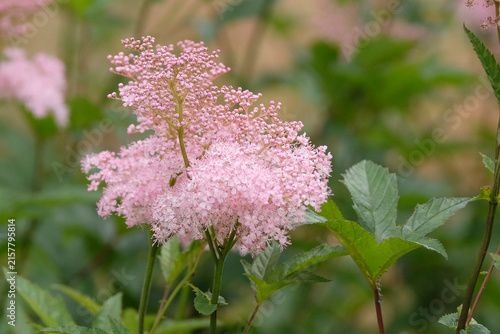 Pink Filipendula rubra ‘Venusta’, meadowsweet or queen of the prairie in flower.