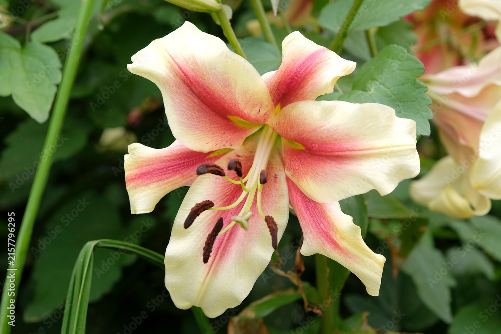 Fototapeta premium Pink and cream Lilium, tree lily, ‘Nymph’ in flower