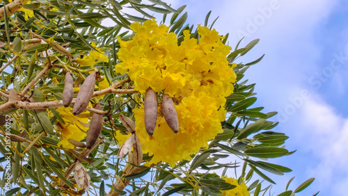 Konstfotografi Vibrant yellow trumpet flowers and seed pods of a Tabebuia aurea tree against a blue sky