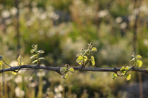 nuove foglie in un vigneto in primavera
