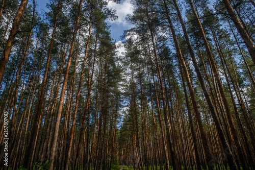 Foto Majestic pines stretch skyward under a vibrant blue sky in a serene forest