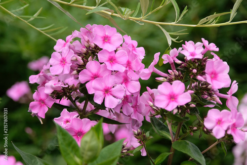 Pink garden Phlox paniculata ‘Eva Cullum’ in flower.