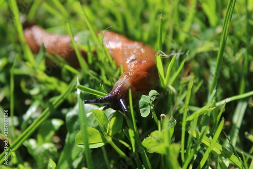 Photography Spanish slug Arion vulgaris crawling in green grass garden pest problem