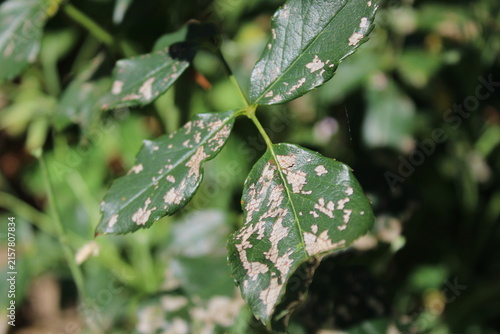 Damaged rose leaves with skeletonized spots caused by insect garden pests