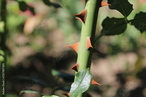 Konstfotografi Sharp red thorns on green rose stem close up in garden