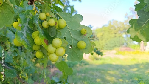 Quadro su tela Oak apple galls caused by gall wasps growing on green oak leaves