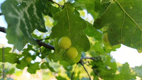 Foto Oak apple galls caused by gall wasps growing on green oak leaves