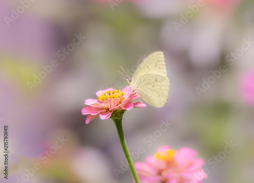 Bild auf Leinwand white butterfly on pink flower with pastel background