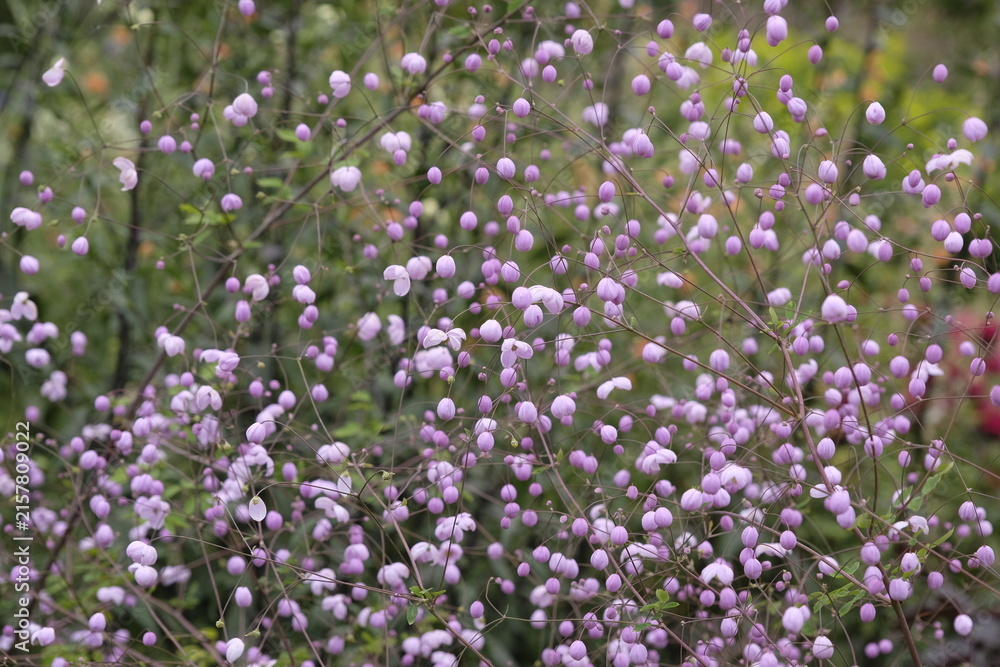Fototapeta premium Purple Thalictrum ‘Splendide’, meadow rue in flower.