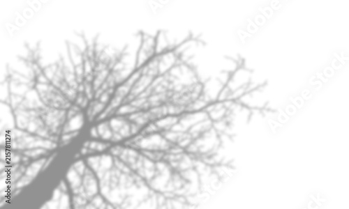Foto Shadow of a leafless tree branch isolated on transparent background
