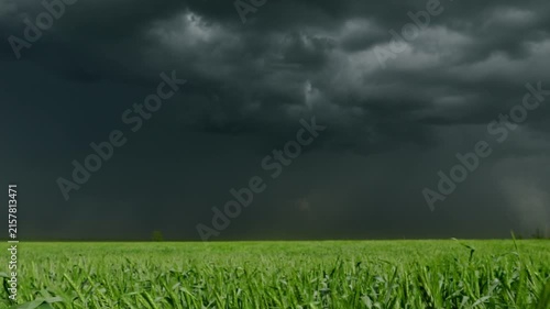 Panoramic view of a lush agricultural landscape featuring green grain crops under an ominous stormy sky during a seasonal thunderstorm