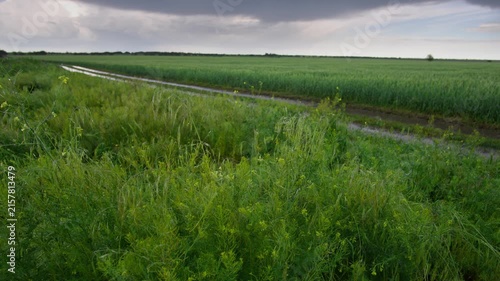 Landscape view of a lush green agricultural field with a water-filled dirt track after a summer storm under soft overcast light
