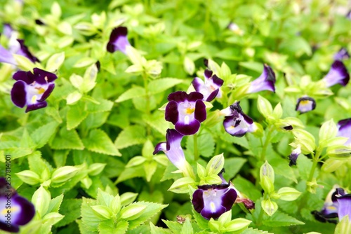 Konstfotografi Violet Wishbone Flowers Blooming in a Tropical Garden