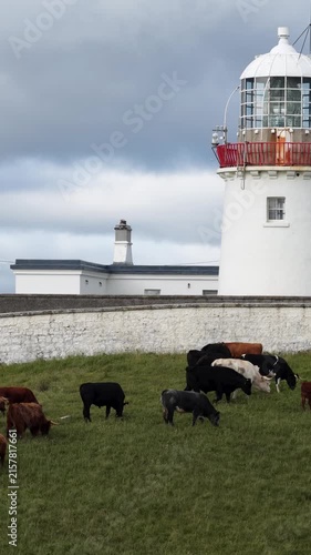 Cows at St Johns Point in County Donegal - Ireland