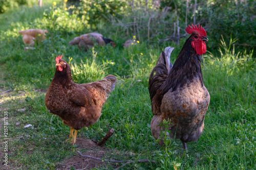 Foto Colorful chickens roam freely in lush green grass during a sunny afternoon
