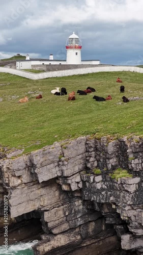 Cows at St Johns Point in County Donegal - Ireland