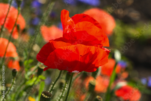 vibrand red poppy flower in a summer meadow
