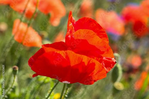 vibrand red poppy flower in a summer meadow