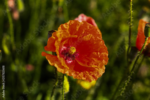vibrand red poppy flower in a summer meadow