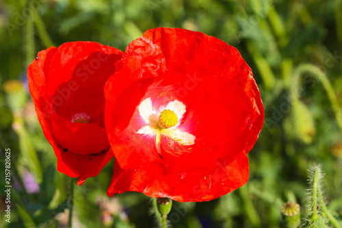 vibrand red poppy flower in a summer meadow