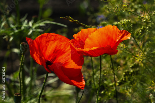 vibrand red poppy flower in a summer meadow