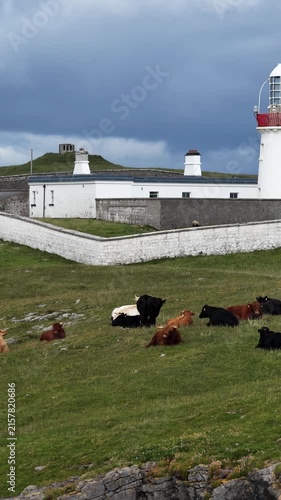 Cows at St Johns Point in County Donegal - Ireland