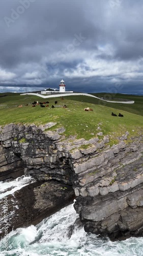 Cows at St Johns Point in County Donegal - Ireland