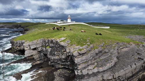 Cows at St Johns Point in County Donegal - Ireland