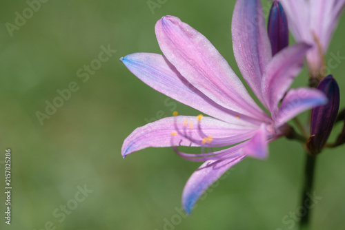 Blooming pink Lycoris sprengeri Comes
