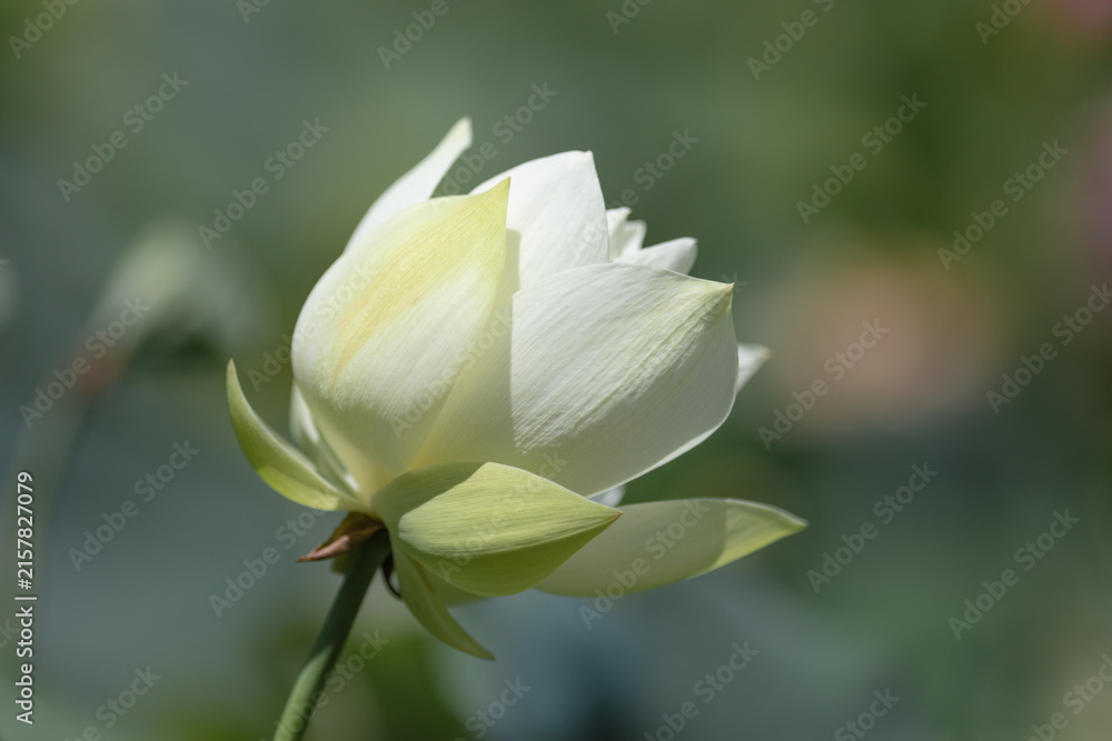 Fototapeta premium White lotus flowers blooming in summer