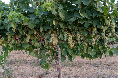 Golden Harvest: Ripe Green Grapes Hanging in a Sunlit Vineyard