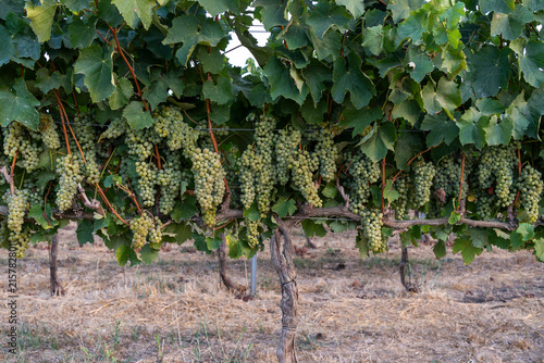 Golden Harvest: Ripe Green Grapes Hanging in a Sunlit Vineyard