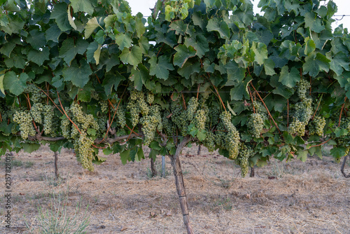 Golden Harvest: Ripe Green Grapes Hanging in a Sunlit Vineyard