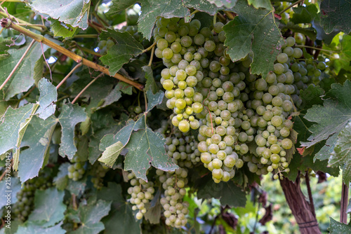 Golden Harvest: Ripe Green Grapes Hanging in a Sunlit Vineyard
