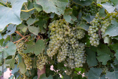 Golden Harvest: Ripe Green Grapes Hanging in a Sunlit Vineyard