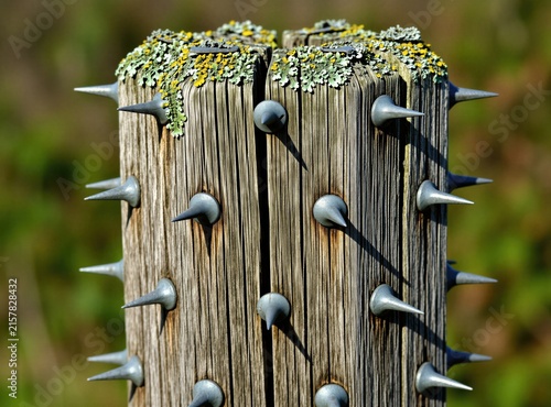 Weathered wooden post features sharp metal spikes for security. Aged timber shows natural grain cracks plus green lichen growth. Industrial deterrent stands outdoors against blurred background. Macro