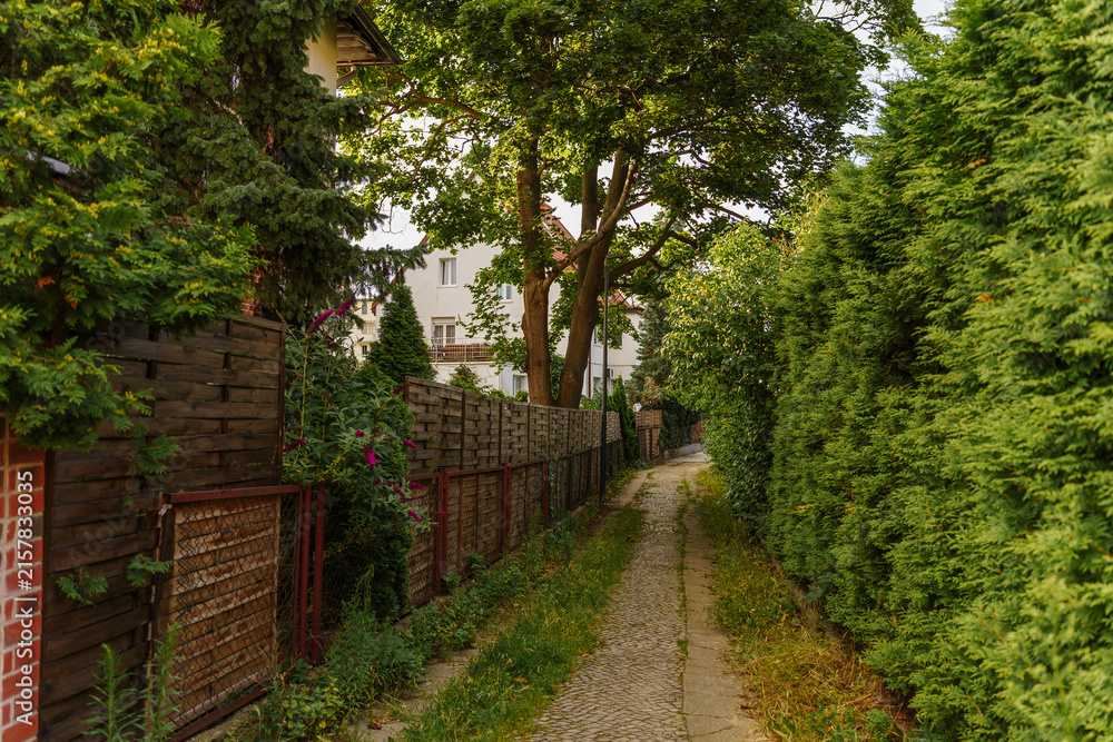 Fototapeta premium Narrow cobblestone path framed by tall green hedges and wooden fences in a lush summer garden, bathed in warm, peaceful suburban alleyway walk