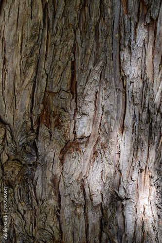Fotografie Texture of Robinia pseudoacacia bark white locust tree close-up