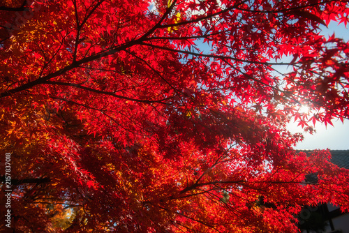 Red maple leaf against sunlight at Jojakko-ji garden in autumn, Arashiyama