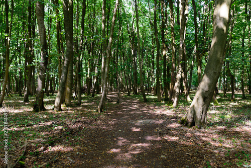 path in the woods