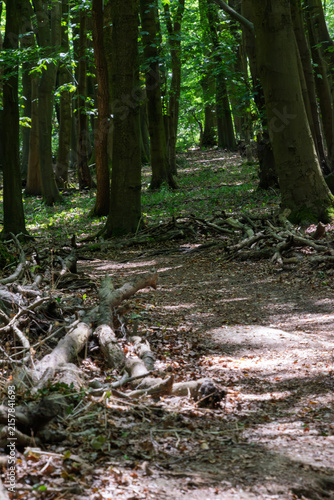 path in the woods