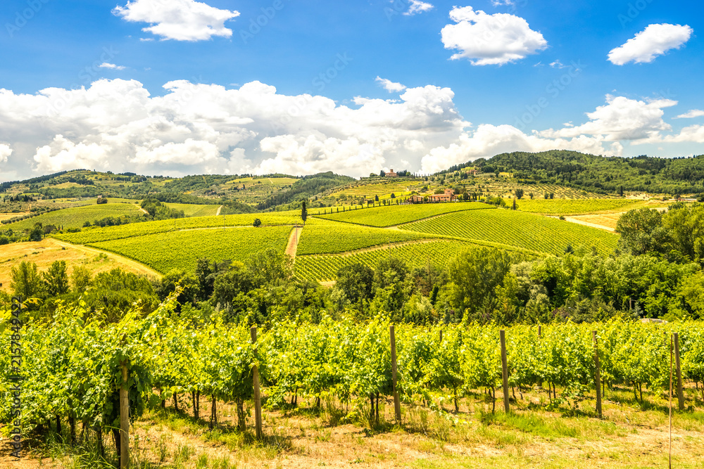 Naklejka premium Weinberge, Toskana, Italien 