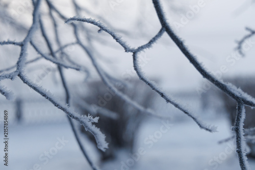 Detailed macro shot of frozen tree twigs covered with thick sparkling hoarfrost during cold winter day.
