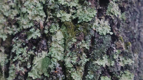 Close up of pale green lichen growing on tree bark