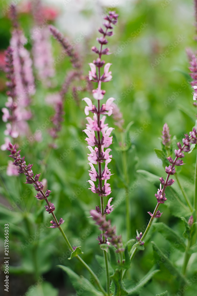 Obraz premium Salvia Rose Queen Sage Flower Spike