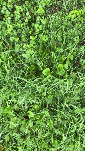 Lush green grass and wild plants growing densely in nature