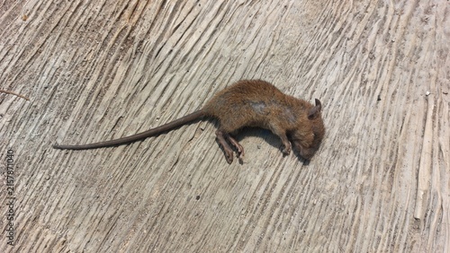 Photography A small, deceased rodent lies on a weathered wooden surface, its body still and