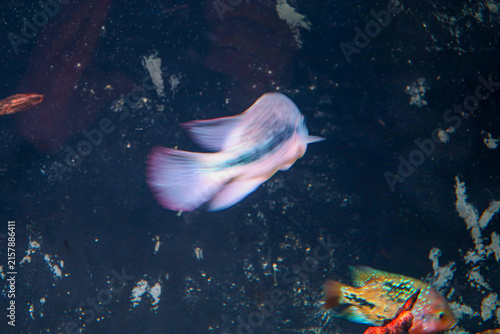 Obraz na płótnie ​A lone tropical fish with motion blur effect swims rapidly in dark aquarium water